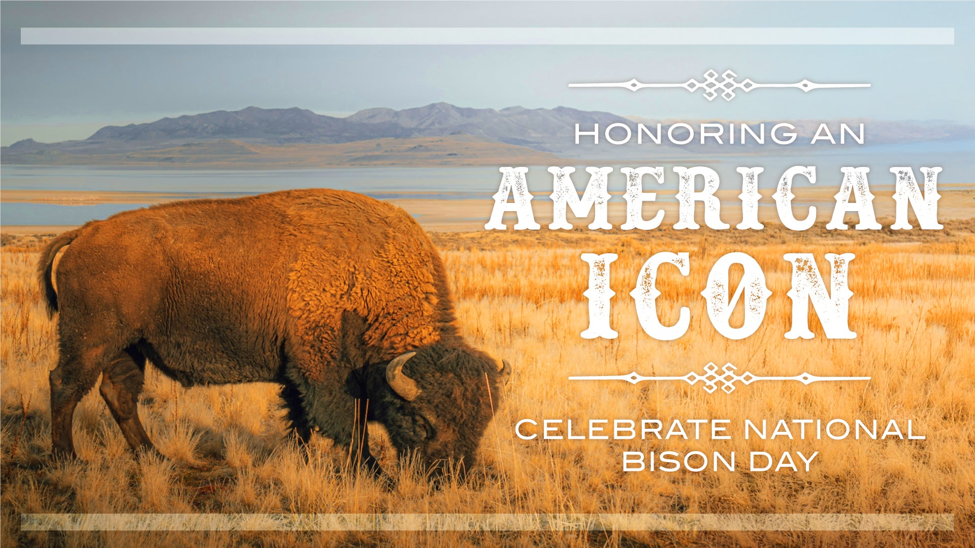 Celebrate National Bison Day with Montana Gift Corral: Honoring an American Icon