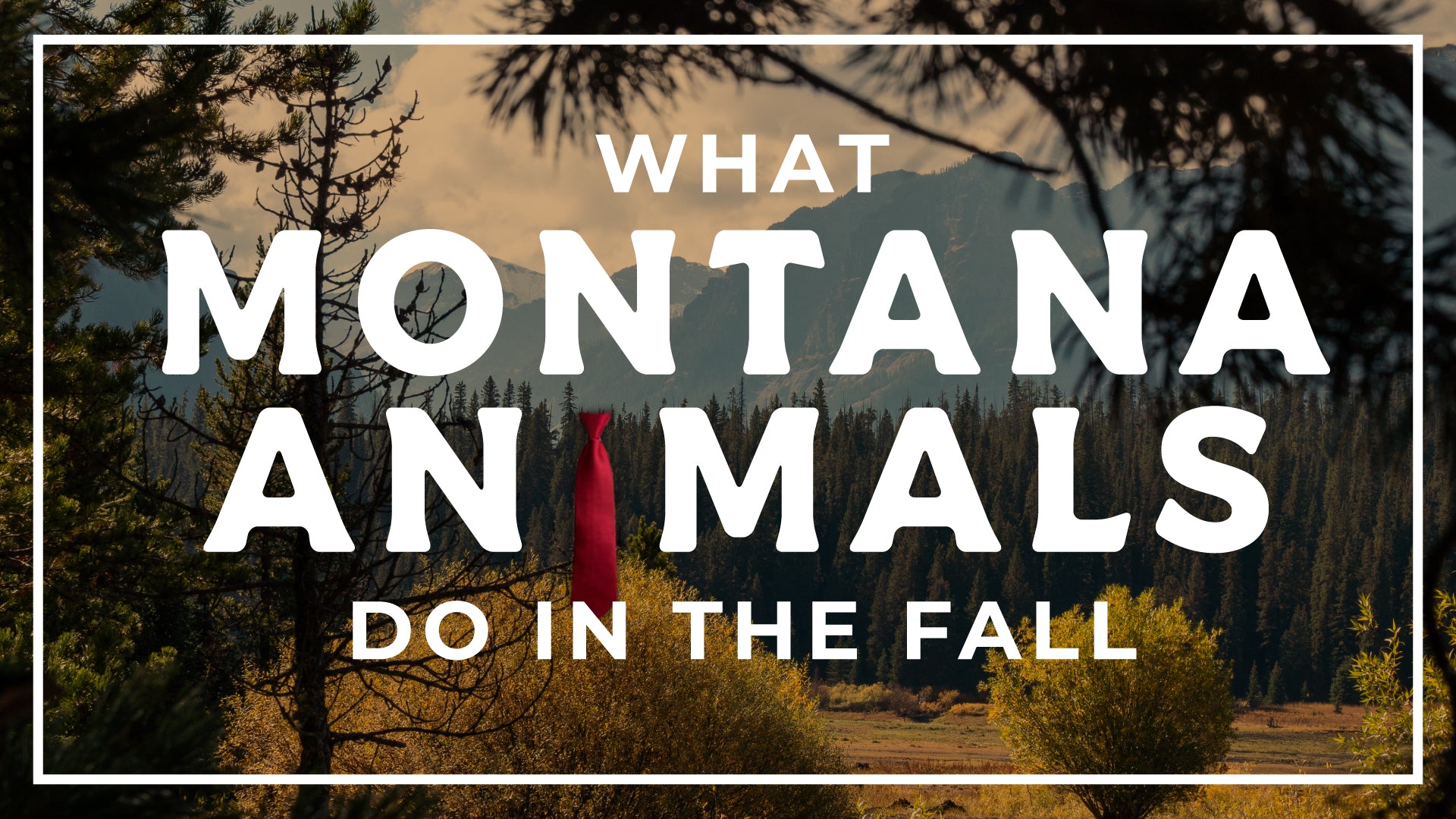 What do Montana Animals Do in the Fall?