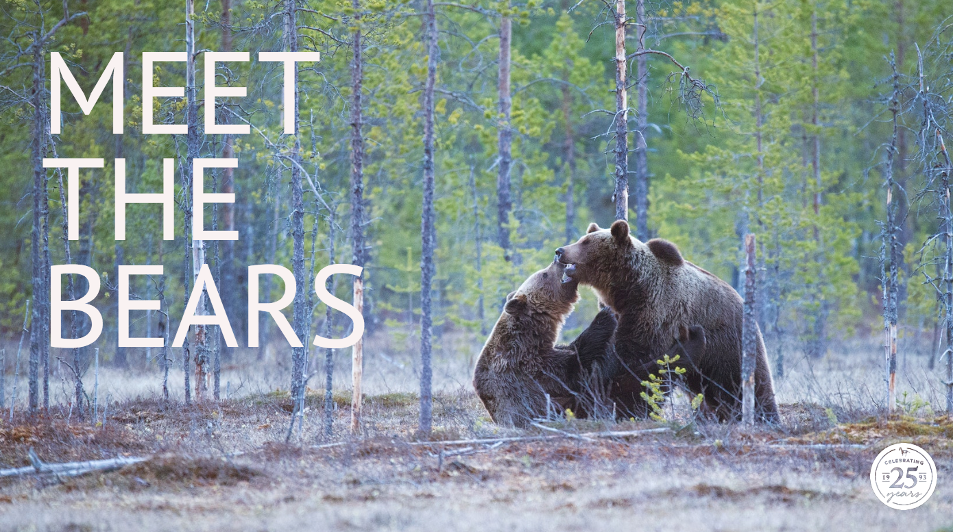 Meet the bears at Montana Grizzly Encounter in Bozeman