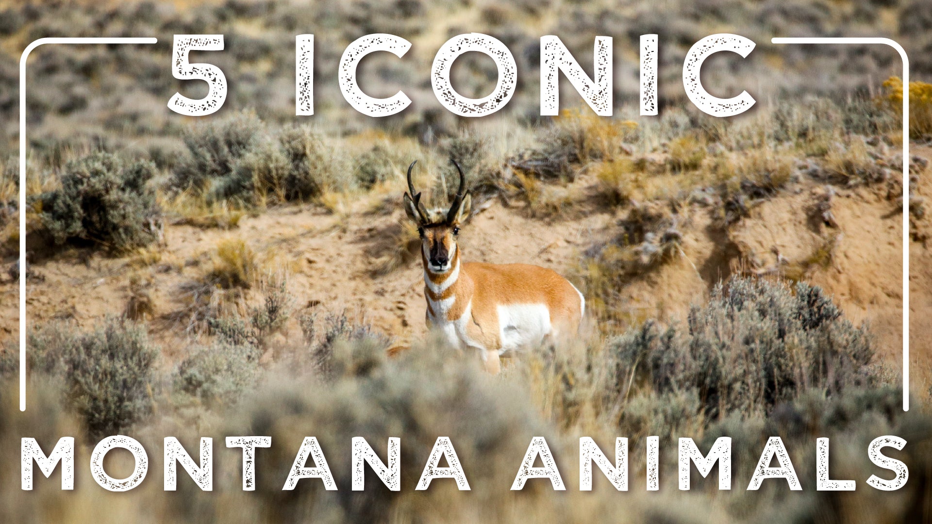 5 Iconic Montana Animals - Montana Gift Corral