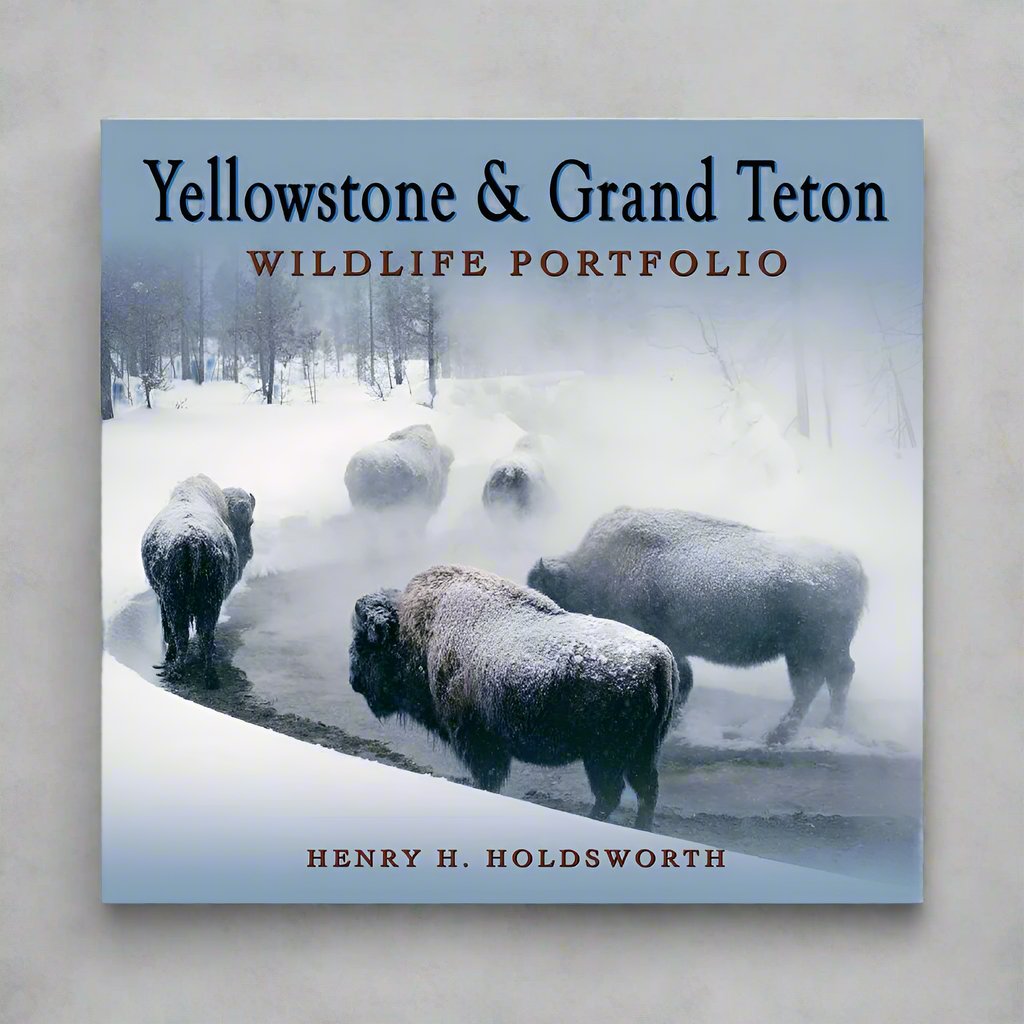 Yellowstone and Grand Teton Wildlife Portfolio by Henry H. Holdsworth