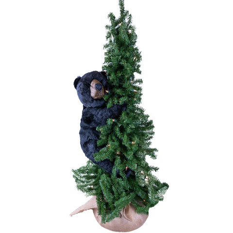 Pine Tree Climbing Black Bear 